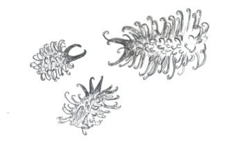 Canal Sud : Glouteron, Rosalie Kauffmann. (Pièce sonore, 2026)